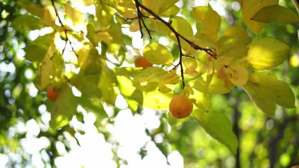 Ripening Persimmon Branches Yellowing Leaves Bottom View High Quality Footage — Stockvideo