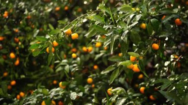 Garden with ripe tangerines on the branches in the pouring rain. High quality 4k footage