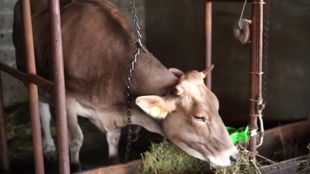 Vaca Come Heno Comedero Establo Imágenes Alta Calidad — Vídeo de stock