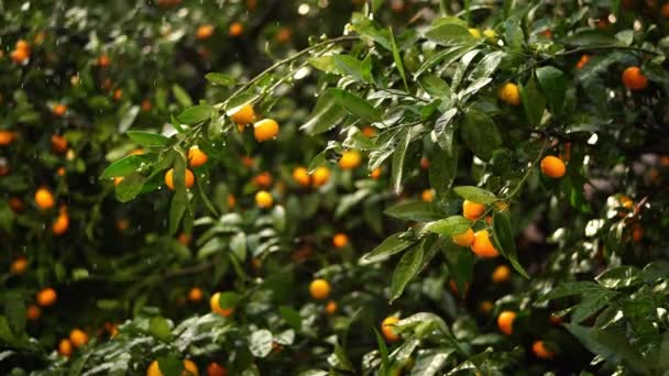 Garden Ripe Tangerines Branches Pouring Rain High Quality Footage — Stockvideo
