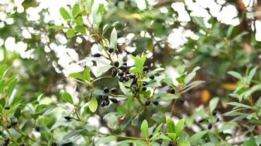 Laurel branches with black seeds sway in the wind in the garden. High quality 4k footage