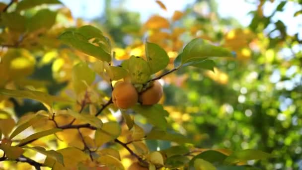 Sinaasappel Persimmon Fruit Tussen Herfst Gebladerte Hoge Kwaliteit Beeldmateriaal — Stockvideo