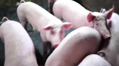Young piglets huddle around the feeder in the paddock and sniff. High quality 4k footage