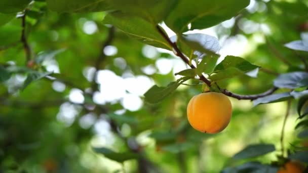 橙子在风中摇曳的绿枝上成熟 高质量的4K镜头 — 图库视频影像