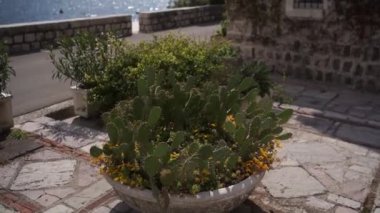 Evin bahçesindeki sarı çiçeklerin arasında, taş bir tencerede büyüyen yeşil dikenli armut. Yüksek kaliteli FullHD görüntüler