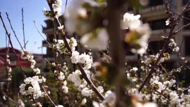 Blossoming Cherry Tree Covered Flowers High Quality Footage — Wideo stockowe