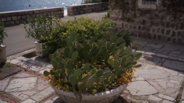 Green Prickly Pear Growing Stone Pot Yellow Flowers Courtyard House — Stockvideo