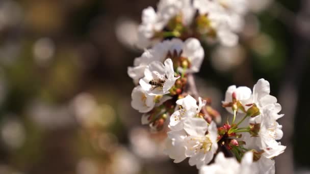 Bee Collects Nectar Cherry Flower Poking Deep High Quality Footage — Vídeo de Stock