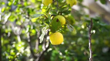 Yellow quince fruits sway on green tree branches in the garden. High quality 4k footage