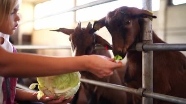 Mom and little girl feed cabbage leaves to goats in a paddock. High quality 4k footage