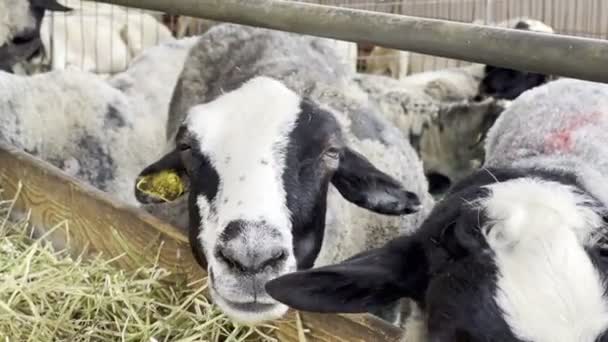 Moutons Avec Des Étiquettes Oreille Mangeant Foin Dans Enclos Clôturé — Video