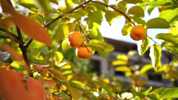 在花园里的一棵树上的绿叶中 有橙色的桂皮果实 高质量的4K镜头 — 图库视频影像