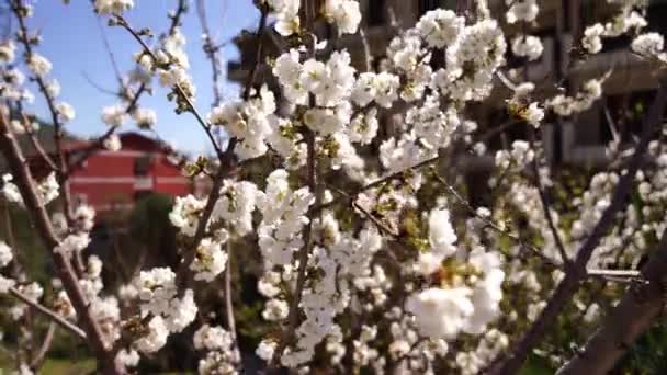 Bees Fly Branches Blossoming Cherry Tree Yard Apartment Building High — Stock Video