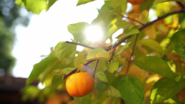 Juicy Ripe Persimmon Fruits Hang Branches Backdrop Bright Sunlight High — Stockvideo