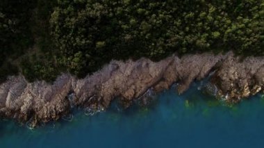 Green forest grows on a rocky shore indented by the sea. Drone. High quality 4k footage