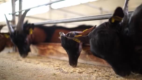 Las Cabras Comen Grano Moviendo Sus Labios Rápidamente Desde Detrás — Vídeos de Stock