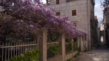 Purple wisteria weaves along the pergola beams in the garden behind the fence. High quality FullHD footage