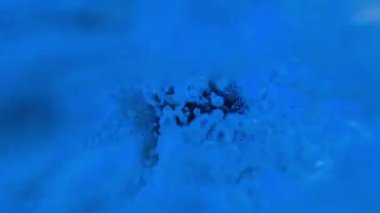 Young man jumping into the pool backwards with his thumb up. High quality 4k footage