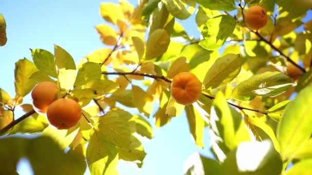 Orange Persimmon Foliage Sunny Blue Sky High Quality Footage — ストック動画