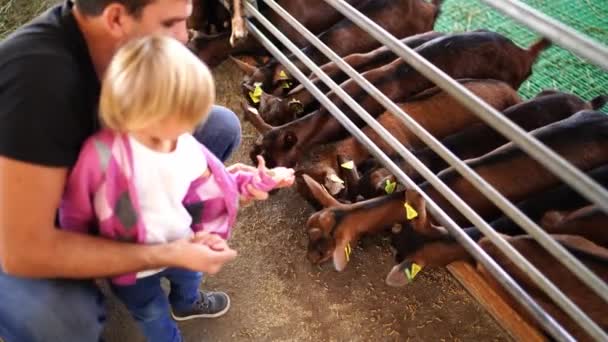 Dad Little Girl Feeding Grain Goats Paddock Farm High Quality — Stok video