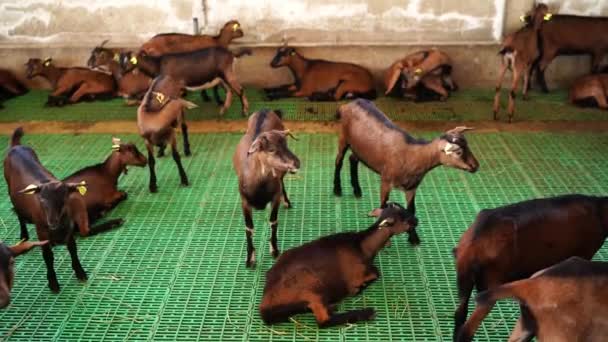 Brown Baby Goats Tags Ears Stand Lie Chewing Corral Farm — Stockvideo