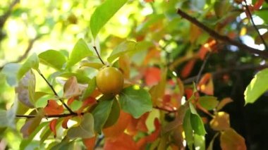 Ripe persimmon among green and orange leaves. High quality 4k footage