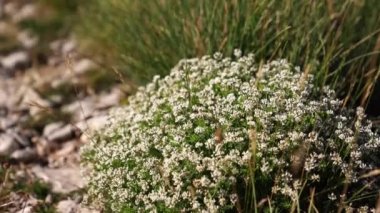 Bees collect nectar from white clover flowers on a bush. High quality 4k footage