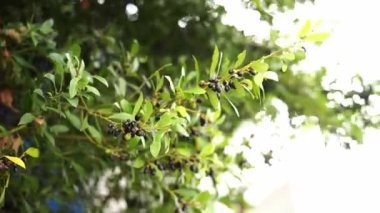 Green laurel tree sways in the wind. High quality 4k footage