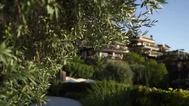 Zielony Luksusowy Ogród Pobliżu Dukley Hotel Czarnogóra Wysokiej Jakości Materiał — Wideo stockowe