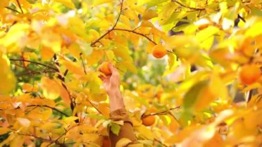 Gardener picks a ripe persimmon from a tree branch. High quality 4k footage