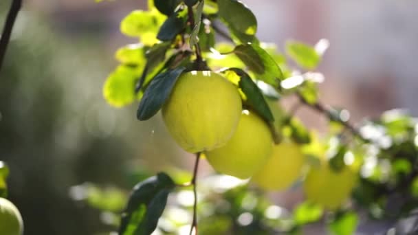 Yellow Quince Fruits Hang Green Branches High Quality Footage — Stockvideo