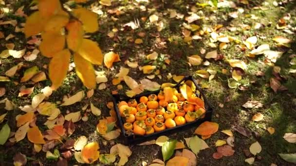 Laranja Cáqui Encontra Uma Caixa Jardim Entre Folhas Caídas Imagens — Vídeo de Stock