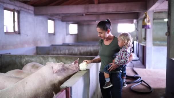 お母さんと女の子は農場のパドックの豚にキャベツを食べます 高品質4K映像 — ストック動画