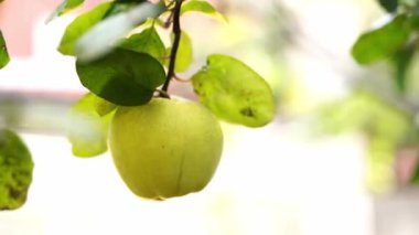 Yellow quince ripens on a green branch. High quality 4k footage