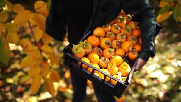 庭のプラスチックの箱に熟した柿を選ぶ若い女性 高品質4K映像 — ストック動画