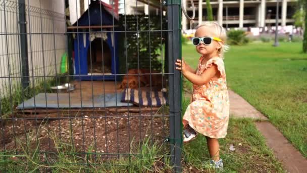 Little Girl Sunglasses Stands Aviary Sleeping Dog High Quality Footage — Stock video