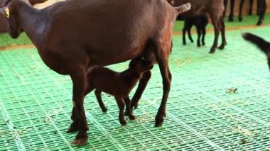 Small goat suckles the udder of a mother goat standing in a paddock on a farm. High quality 4k footage