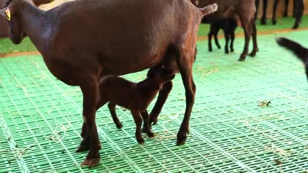 Cabra Pequeña Amamanta Ubre Una Cabra Madre Pie Paddock Una — Vídeo de stock