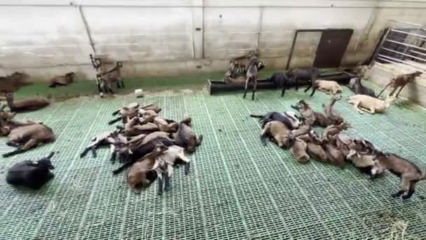 Goats Kids Sleep Fenced Stall Farm High Quality Footage — Stock Video