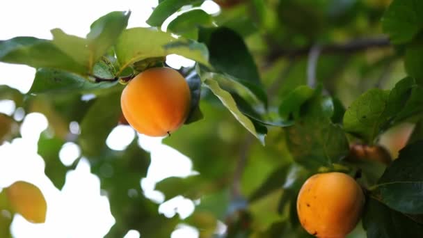 Large Ripe Persimmon Sways Branches Wind High Quality Footage — Wideo stockowe