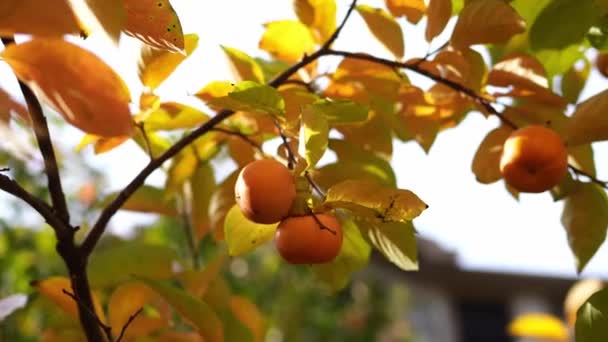 Зрізати Особини Серед Апельсинового Листя Звисають Гілках Високоякісні Кадри — стокове відео