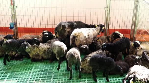 Χνουδωτά Πρόβατα Κείτονται Μια Μάντρα Μια Φάρμα Υψηλής Ποιότητας Πλάνα — Αρχείο Βίντεο