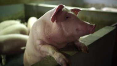 Pink pig stands leaning on a fence in a barn and sniffs. High quality 4k footage