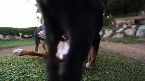 Filhotes Brincam Com Seu Cachorro Mãe Acenando Suas Caudas Pulando — Vídeo de Stock