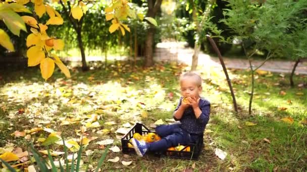 Mała Dziewczynka Siedzi Skrzynce Owocami Persymony Ogrodzie Gryzie Persymony Wysokiej — Wideo stockowe