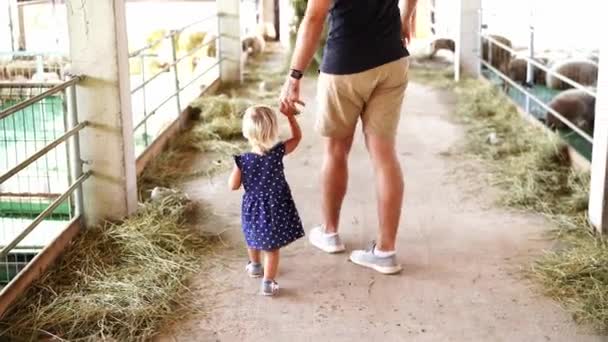 Dad Little Girl Walk Farm Holding Hands Sheep Pens High — Stockvideo