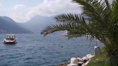 Rüzgar sahildeki bir palmiye ağacının yeşil yapraklarını sallıyor. Yüksek kaliteli FullHD görüntüler
