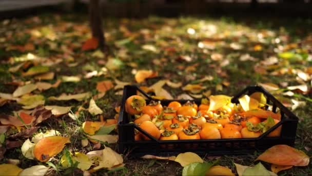 Cáqui Maduro Uma Caixa Frutas Fica Grama Jardim Imagens Alta — Vídeo de Stock
