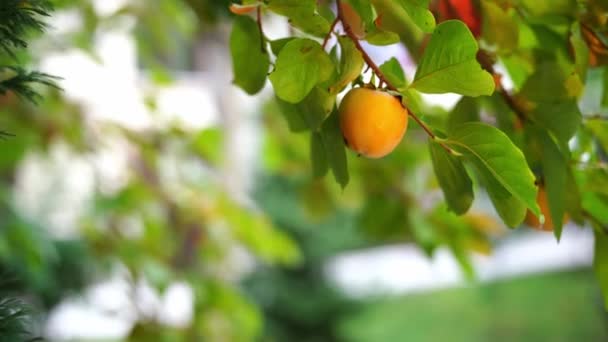 成熟的桂树果实挂在茂密的绿叶中的枝条上 高质量的4K镜头 — 图库视频影像