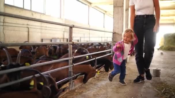 Мама Маленька Дівчинка Ходять Повз Козлів Які Їдять Зерно Весло — стокове відео